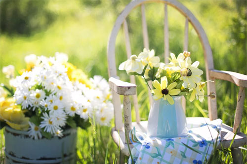 Flowers and Plants